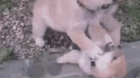 附加赛战局未定，奇克演绎米林科维奇风范